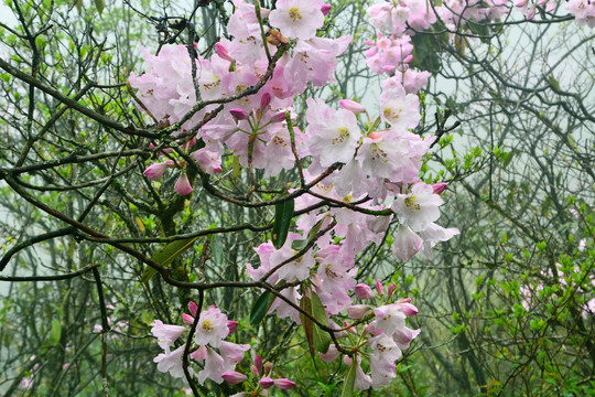 高山云锦杜鹃花