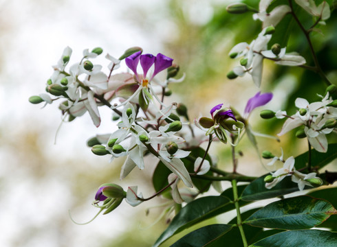 仪花