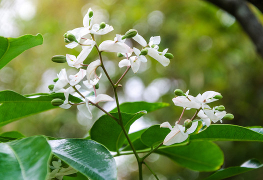 仪花