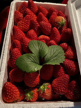 整箱的草莓