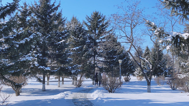 雪景松树