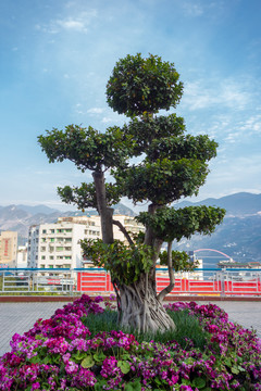 重庆巫山装扮城市的榕树造型