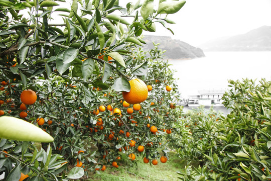 橙子种植基地