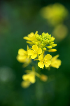 油菜花海