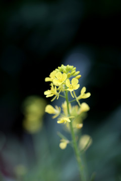 油菜花