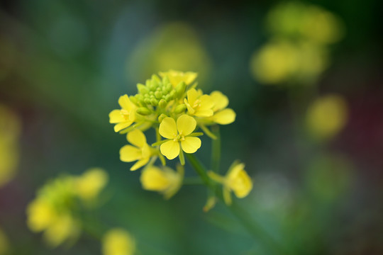 油菜花