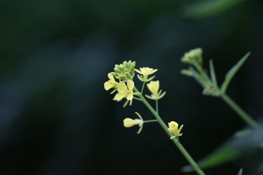 油菜花