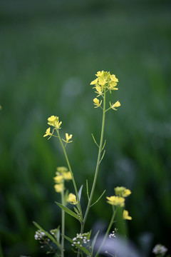 油菜花