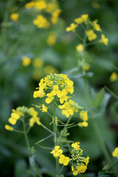 油菜花