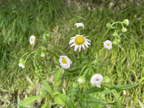 野葵花
