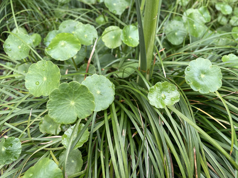 植物香菇草特写