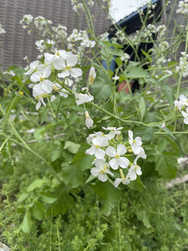 春季油菜花