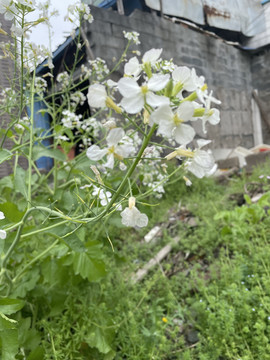 春季油菜花