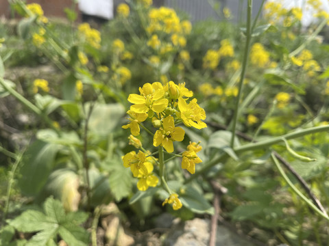 油菜花