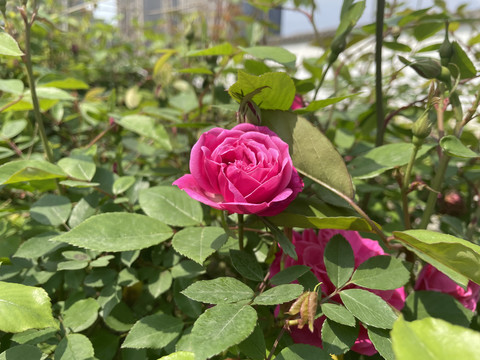 月季花