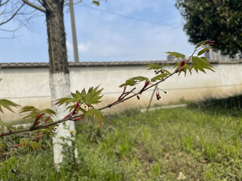 羽毛槭枫叶红花