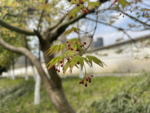羽毛槭枫叶红花