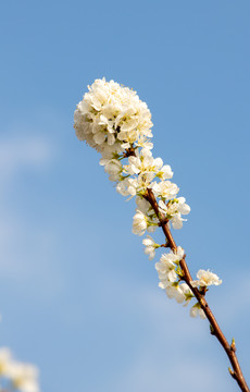 梨花花苞花瓣