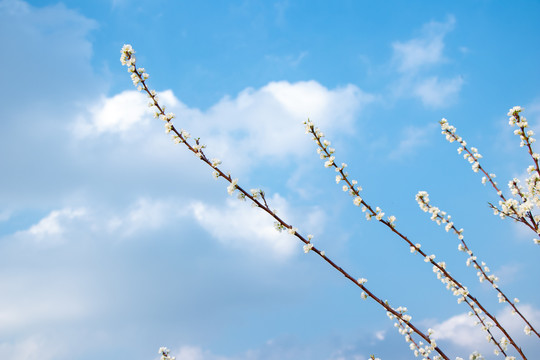 梨花花苞花瓣