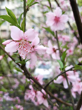 唯美桃花特写