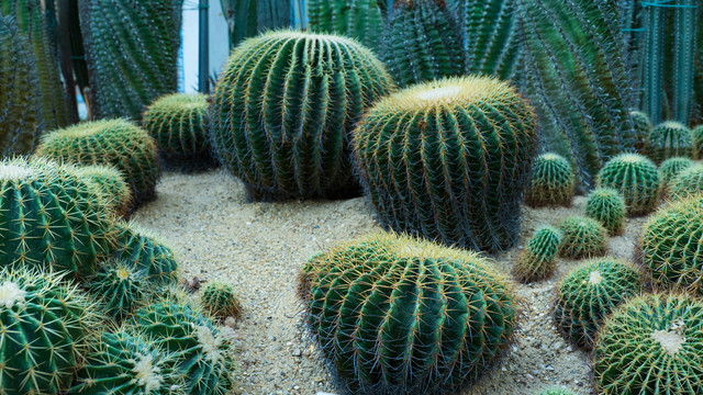 沙漠植物沙生植物仙人球