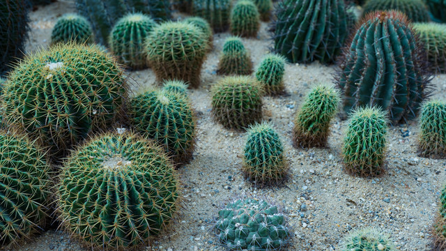 沙漠植物沙生植物仙人球