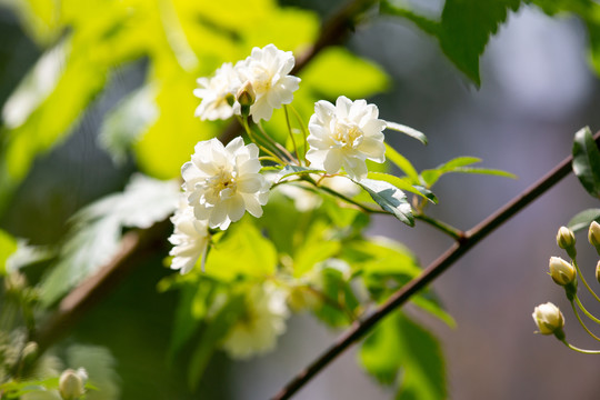 白木香花