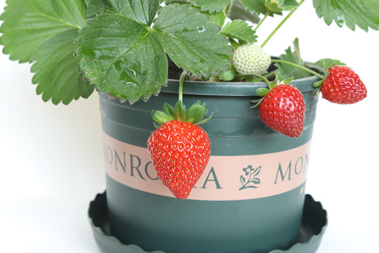 盆栽草莓果实特写