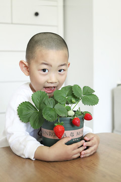 成熟的盆栽草莓