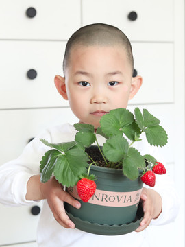 小孩手捧一盆成熟的盆栽草莓