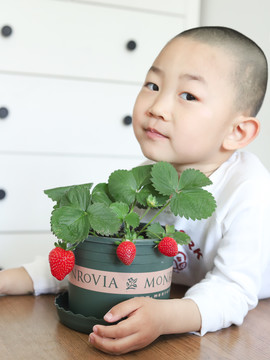 孩子种草莓