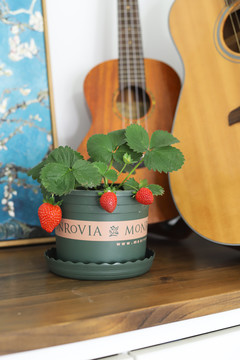 柜子上的盆栽草莓