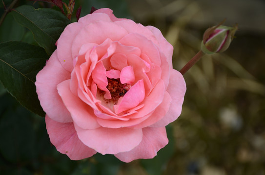 月季花