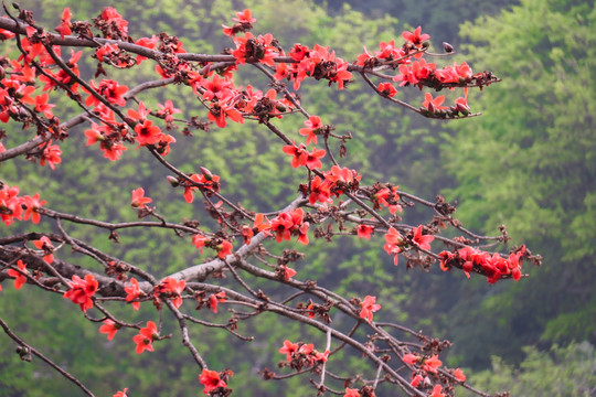 木棉花