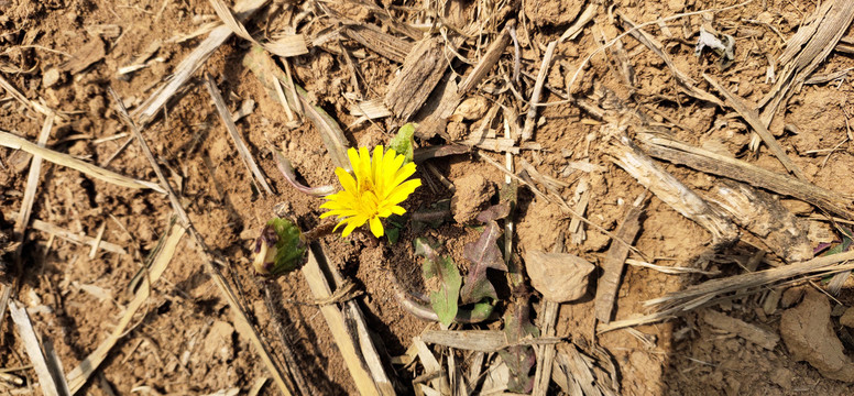 野菊花