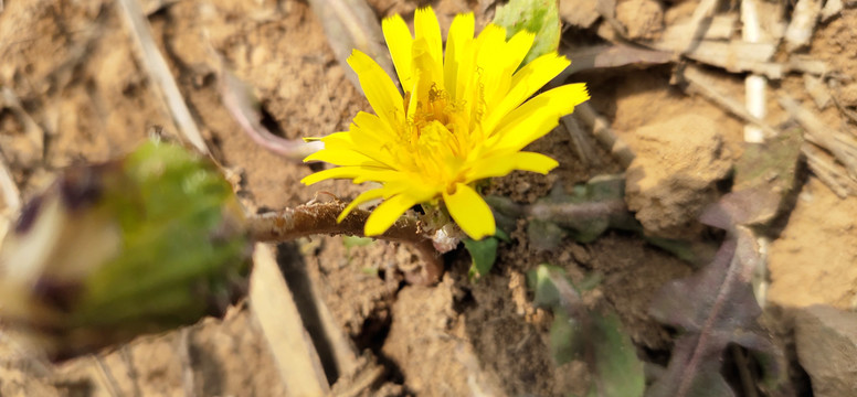 野菊花