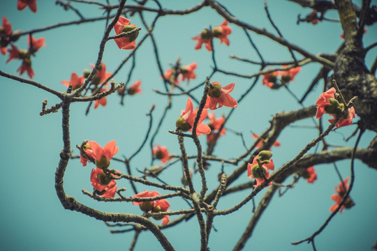 木棉花