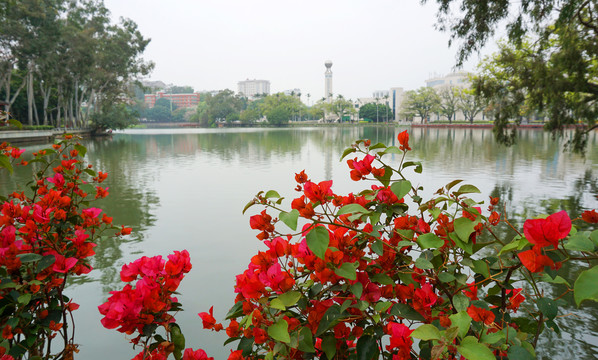 叶子花