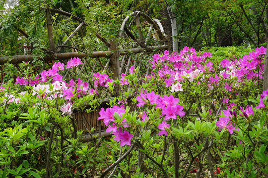 杜鹃花