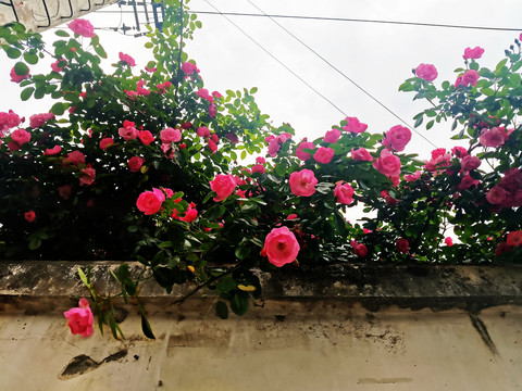墙头的蔷薇花