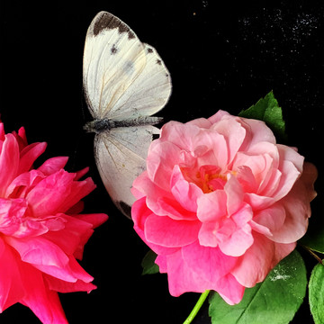 蝶恋花