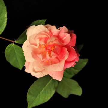 月季花