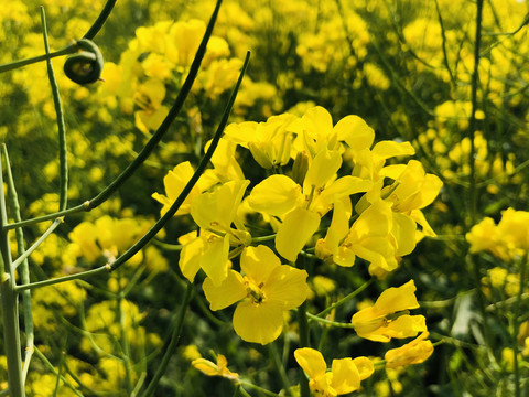 油菜花海