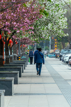 大唐通易坊樱花大道