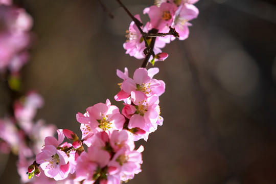 桃花