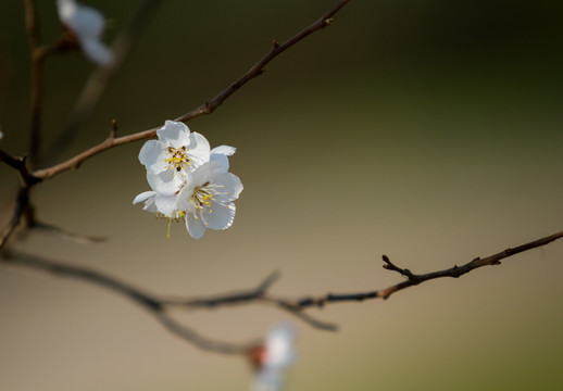 榆叶梅桃花