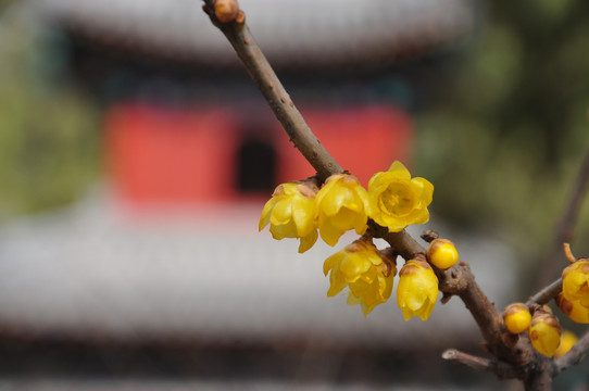 植物园的腊梅花