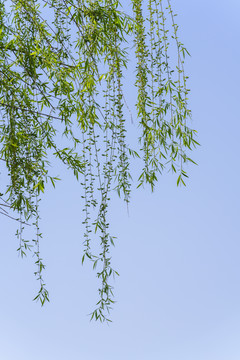 春天垂柳