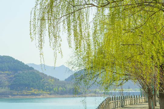 春天垂柳绿叶