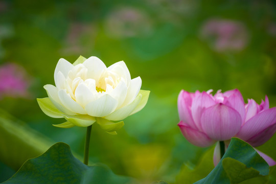 荷花